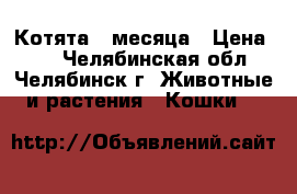 Котята 2 месяца › Цена ­ 1 - Челябинская обл., Челябинск г. Животные и растения » Кошки   